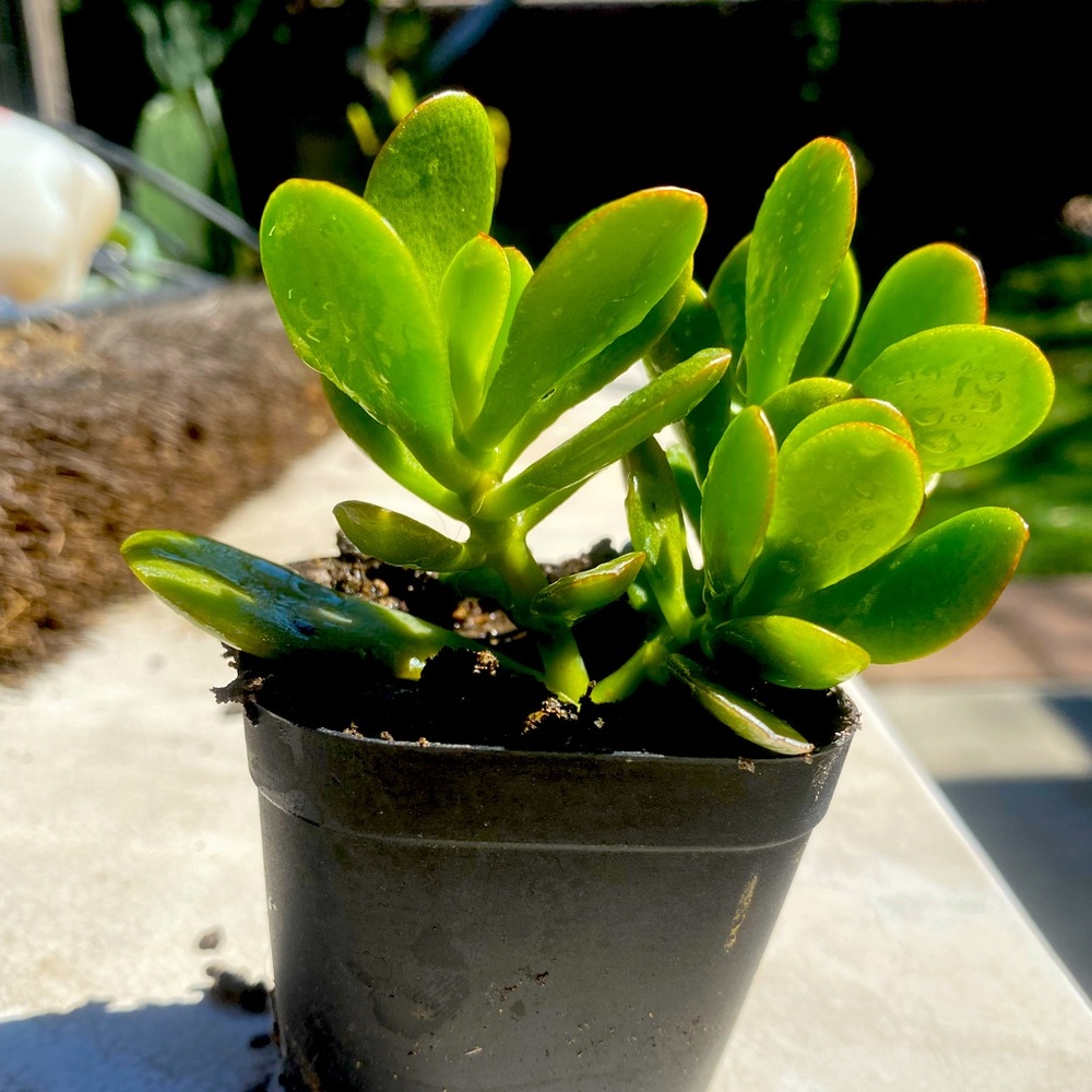 Jade plants